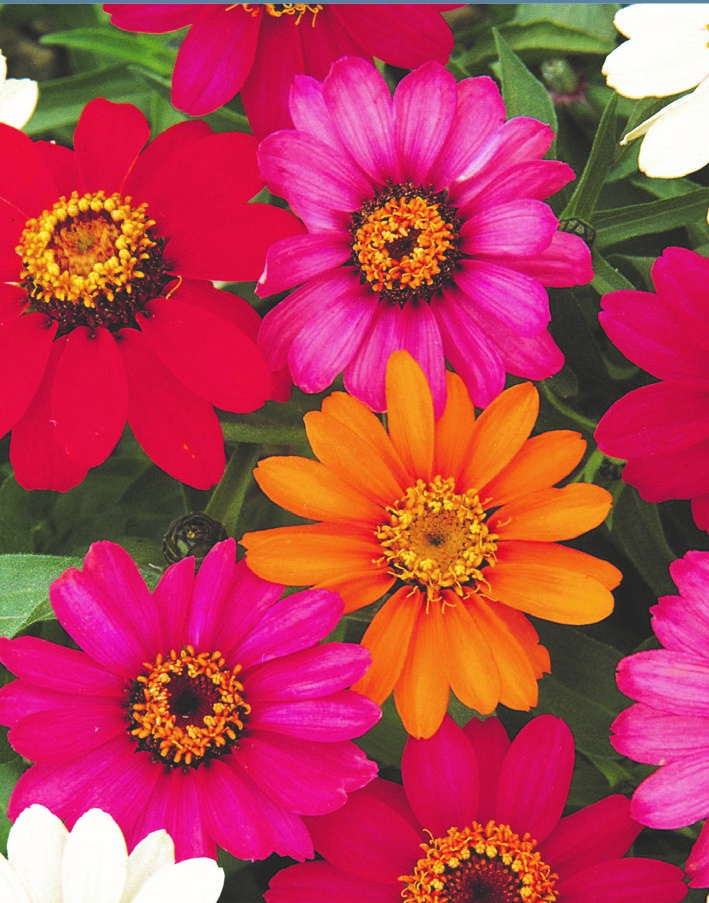 Zinnia